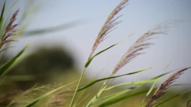 Kuvvetli bir rüzgarda çalılıklar