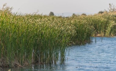 Kuvvetli bir rüzgarda çalılıklar