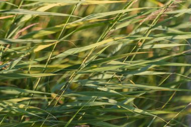 Kuvvetli bir rüzgarda çalılıklar