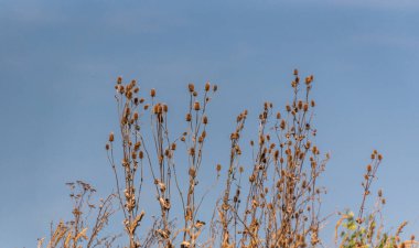 Dipsacus laciniatus günbatımı gökyüzünün arka planına karşı