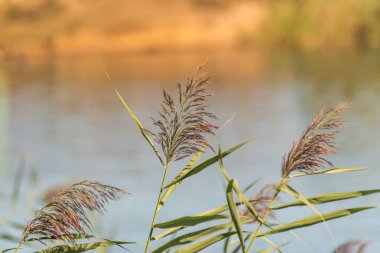 Gölün arka planında sazlıklar