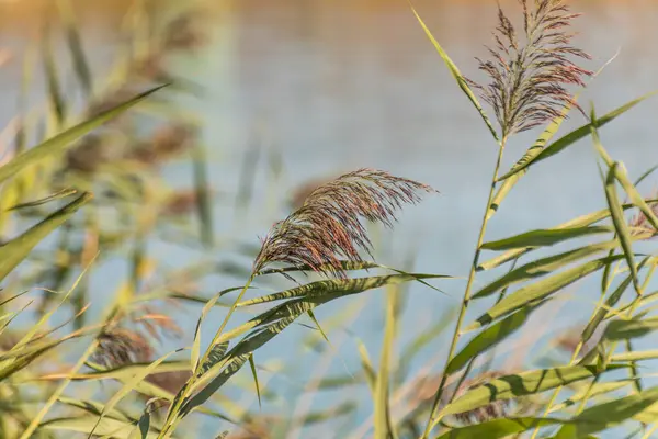 Stock image Reeds on the background of the lake