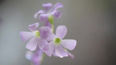 Mor üçgen asitten oluşan çiçek damlalarla kaplanıyor.