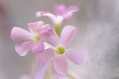 Mor üçgen asitten çiçek açıyor. Yakın plan.
