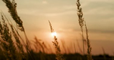 Vahşi bir tarlada gün batımı