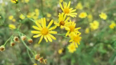 Vahşi bir tarlada Jacobaea erucifolia