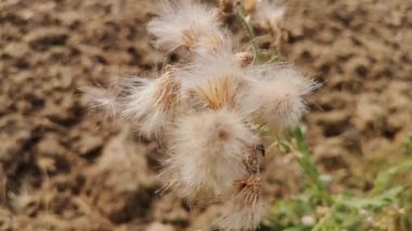 Vahşi bir alanda sisyum setosum