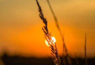 Vahşi bir tarlada gün batımı
