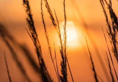 Vahşi bir tarlada gün batımı