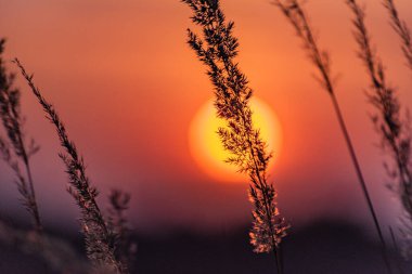 Vahşi bir tarlada gün batımı