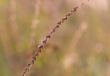 Vahşi bir tarlada Agrimonia Eupatoria