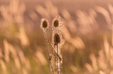 Dipsacus laciniatus in a wild field clipart