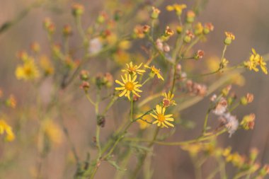 Vahşi bir tarlada Jacobaea erucifolia