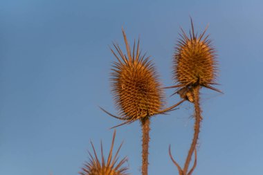 Dipsacus laciniatus vahşi bir alanda