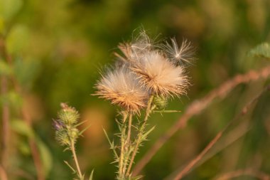 Vahşi bir alanda sisyum setosum