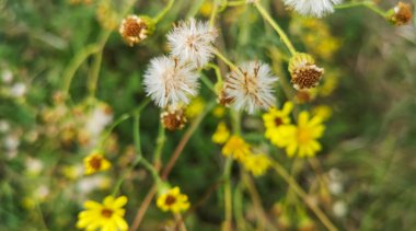 Vahşi bir tarlada Jacobaea erucifolia