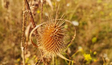 Dipsacus laciniatus in a wild field clipart