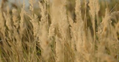 Rüzgarda sallanan Calamagrostis epigejos