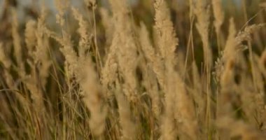 Rüzgarda sallanan Calamagrostis epigejos