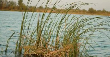 Rüzgarlı bir günde göldeki kuyruk.