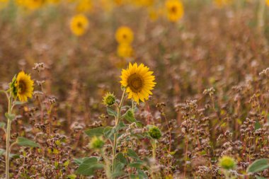 Gün batımında ayçiçeği tarlası