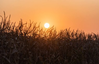 Gün batımında kuru mısır tarlası