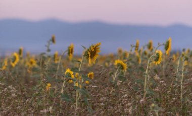 Gün batımında ayçiçeği tarlası
