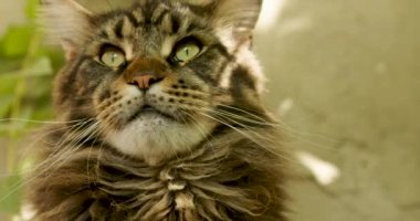 Bir Maine Rakunu mermer renginin yakın plan portresi