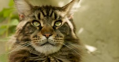 Bir Maine Rakunu mermer renginin yakın plan portresi