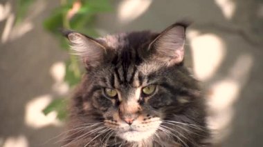 Bir Maine Rakunu mermer renginin yakın plan portresi