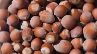 Olgunlaşmamış fındık kabuklarına yakın çekim