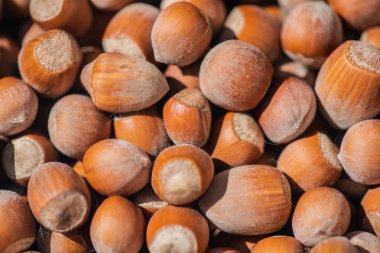 Olgunlaşmamış fındık kabuklarına yakın çekim