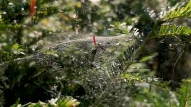 Dağ ormanındaki bir ladin dalında örümcek ağı