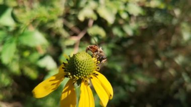 Gadfly Rudbeckia laciniata 'da nektar topluyor