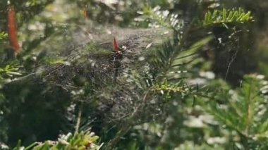 Dağ ormanındaki bir ladin dalında örümcek ağı