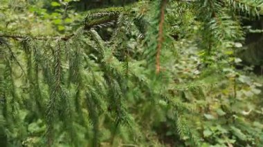 Karpatlar 'ın dağ ormanlarında büyük bir ladin.