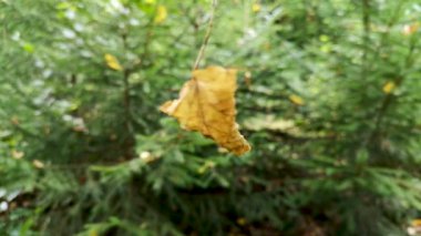 Rüzgarda bir örümcek ağında düşen yaprak
