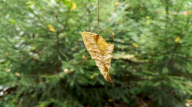 Rüzgarda bir örümcek ağında düşen yaprak