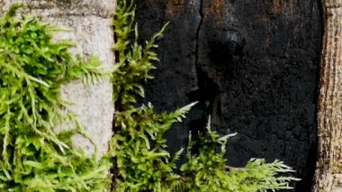 Kocaman bir oyuğu olan bir ağaç gövdesi.