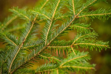 Karpat ormanlarında firavun ağacı dalları