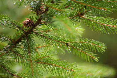 Karpat ormanlarında firavun ağacı dalları