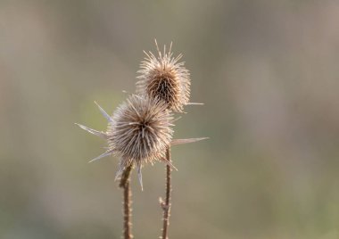 Dipsacus laciniatus sonbahar vahşi tarlasında