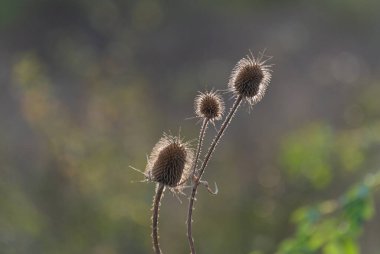 Dipsacus laciniatus sonbahar vahşi tarlasında