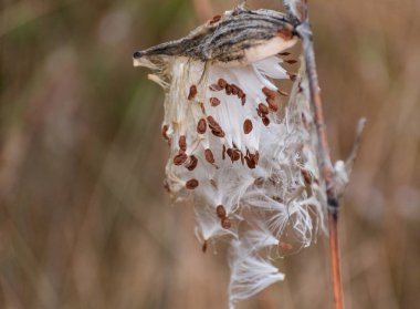 Asclepias syriaca 'nın kuru tohumları