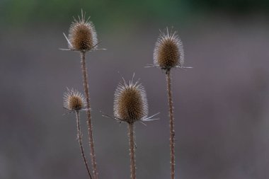 Dipsacus laciniatus sonbahar vahşi tarlasında