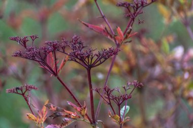 Elderberry in autumn wild field clipart