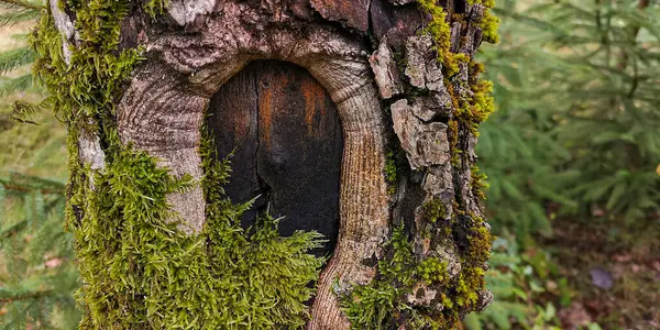 stock image Tree trunk with an overgrown hollow