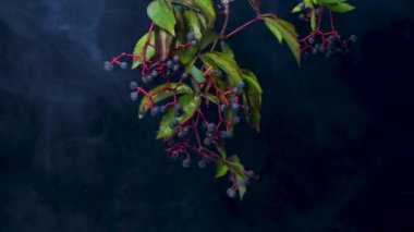 Partenosissus quinquefolia. Sanat dumanında olgun meyveler.