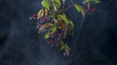 Partenosissus quinquefolia. Sanat dumanında olgun meyveler.