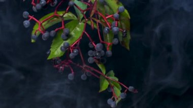 Partenosissus quinquefolia. Sanat dumanında olgun meyveler.